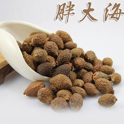 胖大海中藥飲片 傳統草本潤喉良品